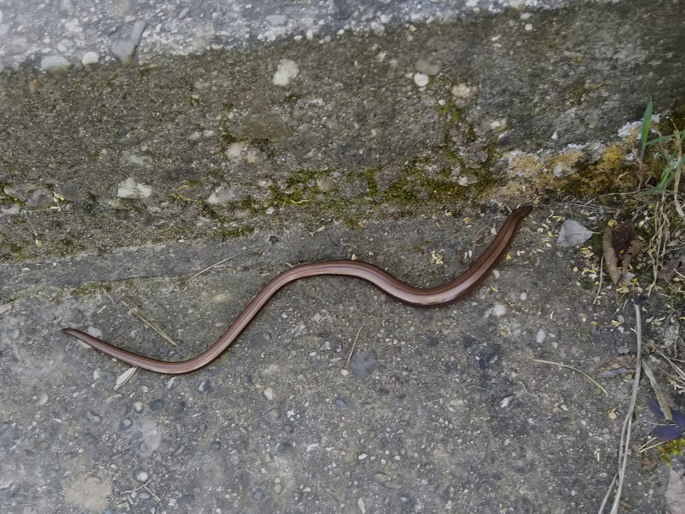 Eine Blindschleiche auf dem Weg ins Gras