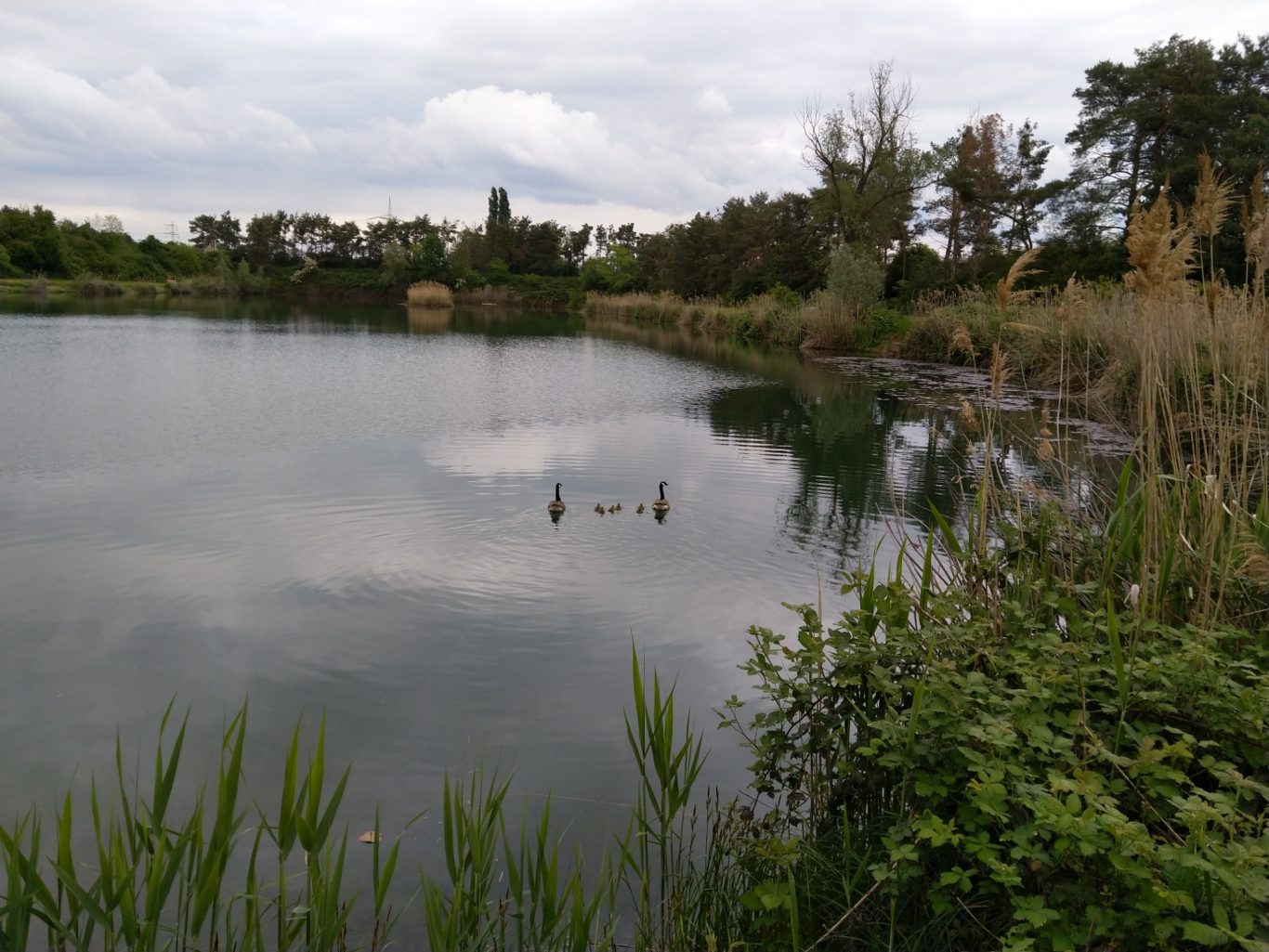 Kanadagänze mit ihren Küken