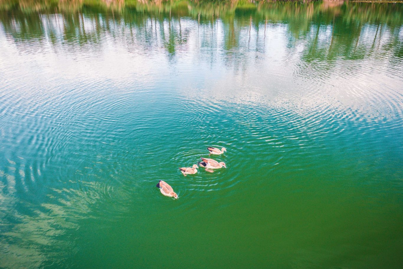 Nilgänze mit ihren Jungen