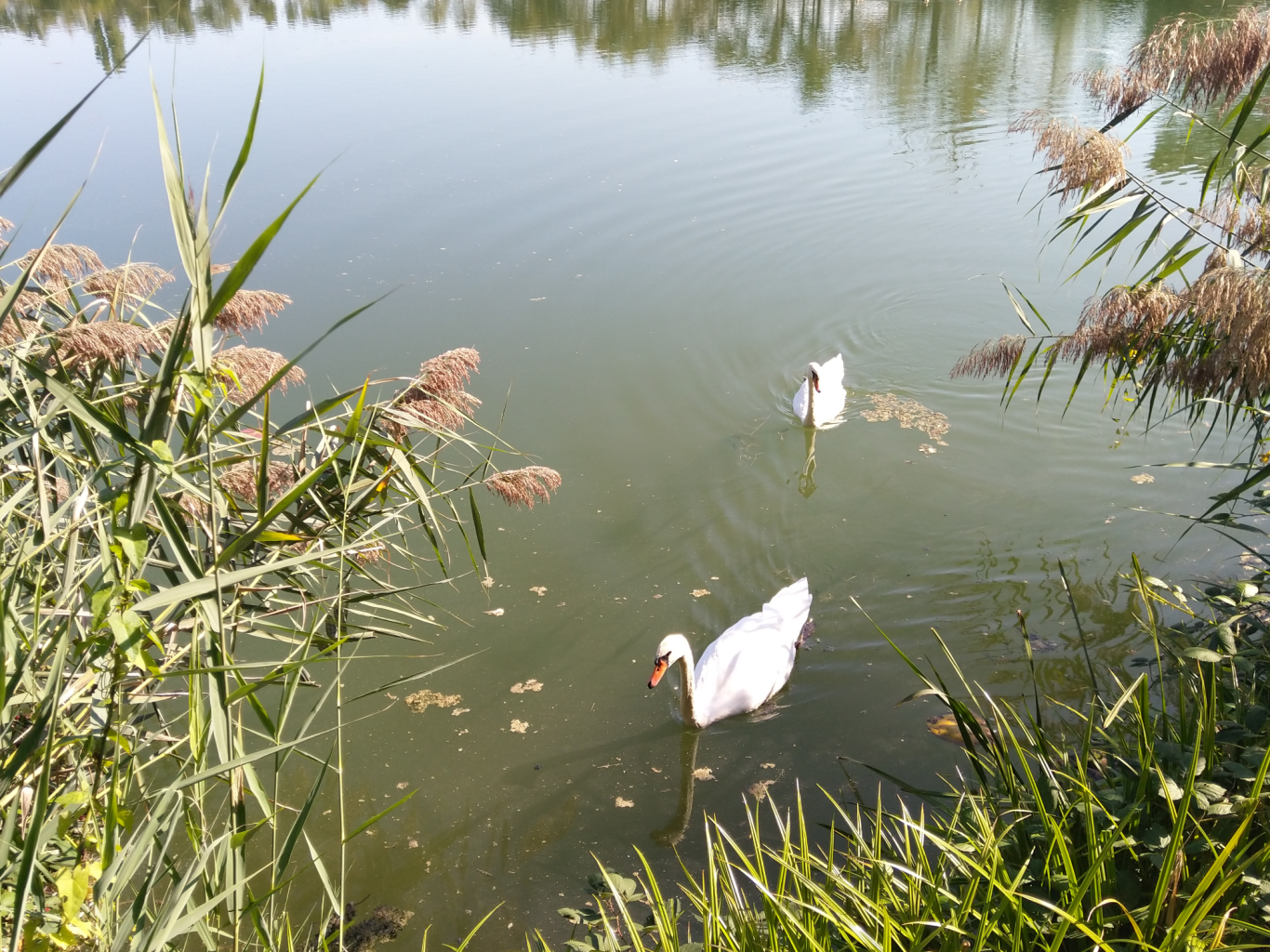 Höckerschwäne bei der Nahrungssuche