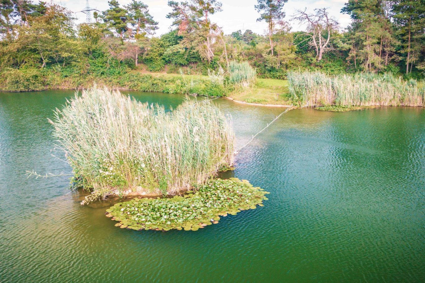 Insel mit Seerosenfeld